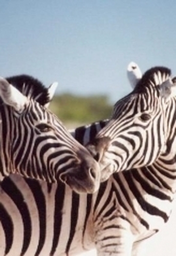 Zebra (@-zebra-) — моя фотография № 1
