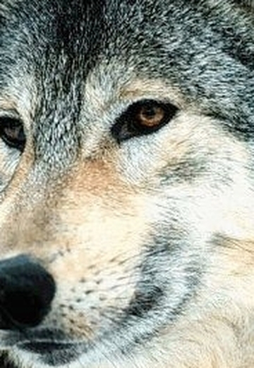 Angrywolf (@angrywolf) — моя фотография № 4