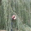 Ольга Olga, 53, г.Безенчук Ольга Olga, 53, г.Безенчук