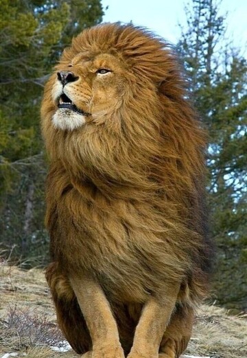 Л Е В (@lev11443) — моя фотография № 1