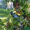 Валентинка Вихарева, 36, г.Урень Валентинка Вихарева, 36, г.Урень